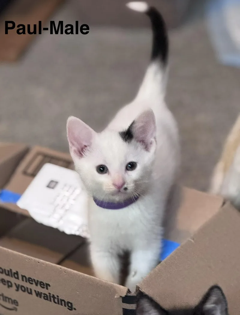 A baby medium-sized male Domestic Medium Hair cat named Paul for adoption in Crystal Lake, IL