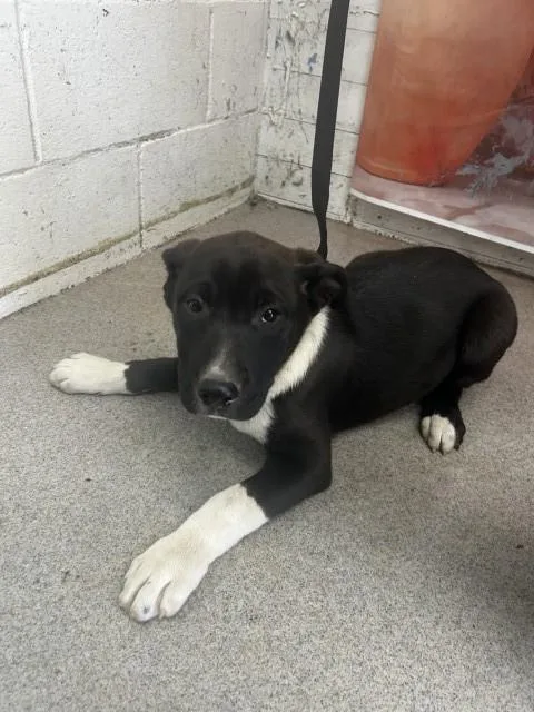 A baby small-sized female Pit Bull Terrier dog named Kali for adoption in San Bernardino, CA