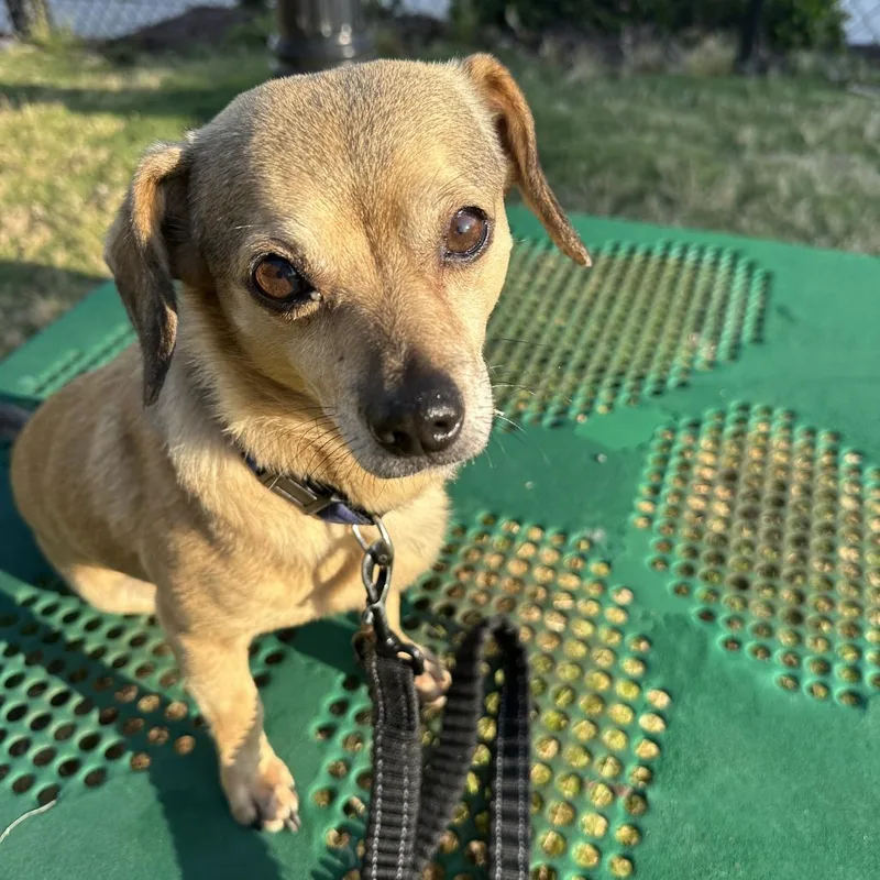 An adult small-sized male Yellow / Tan / Blond / Fawn Mixed Breed dog named Bruno for adoption in Durham, NC
