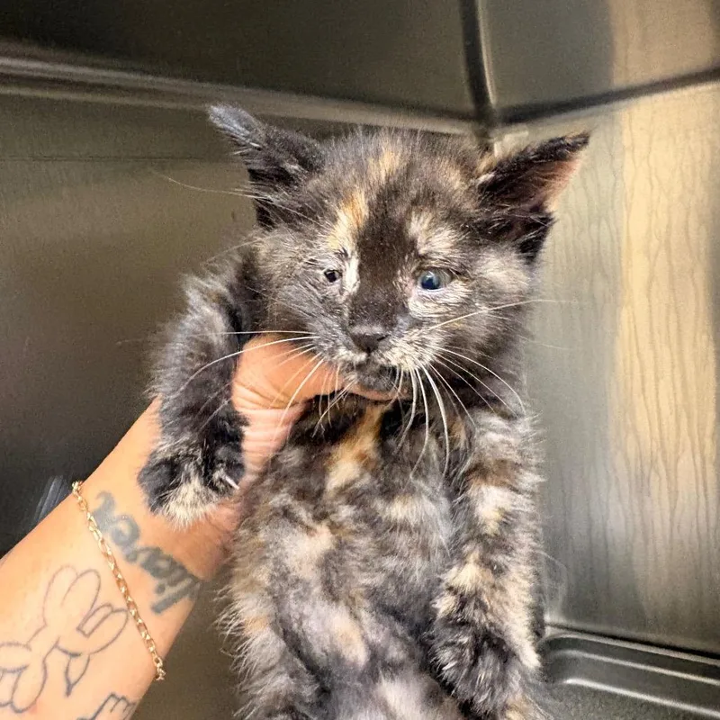 A baby small-sized female Black Domestic Short Hair cat named Blindy for adoption in Winston-Salem, NC