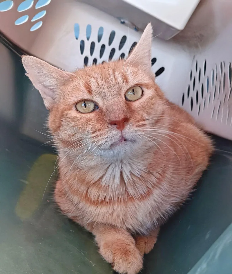 An adult medium-sized female Orange / Red Domestic Short Hair cat named Aquafina for adoption in Forest, VA