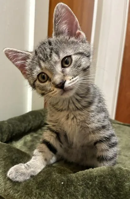 A baby small-sized female Tabby (Gray / Blue / Silver) Domestic Short Hair cat named Anya for adoption in Kenosha, WI