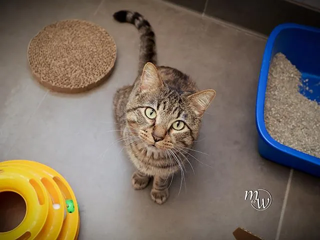 An adult small-sized male Domestic Short Hair cat named Cobra for adoption in Omaha, NE