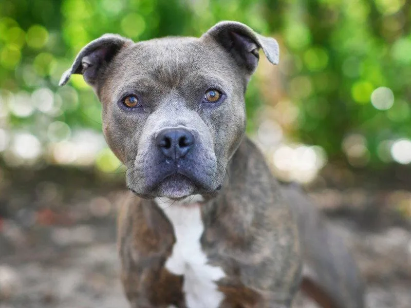 An adult large-sized male American Staffordshire Terrier dog named Rolo for adoption in Tavares, FL