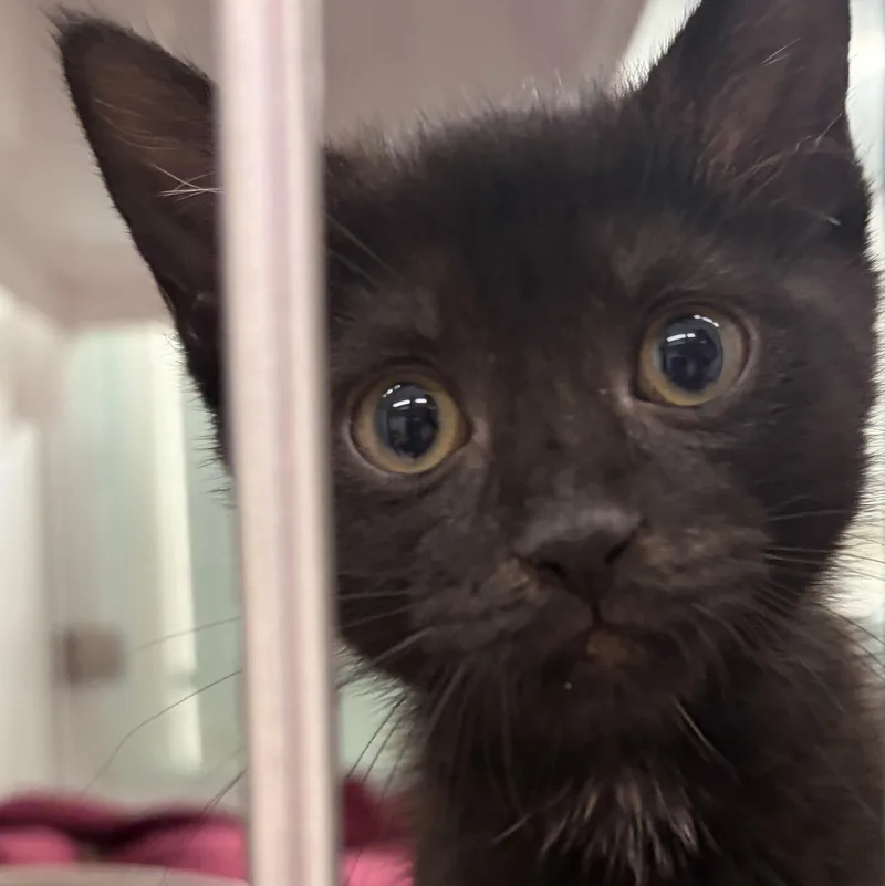 A baby medium-sized female Black Domestic Short Hair cat named Kazoo for adoption in Southold, NY