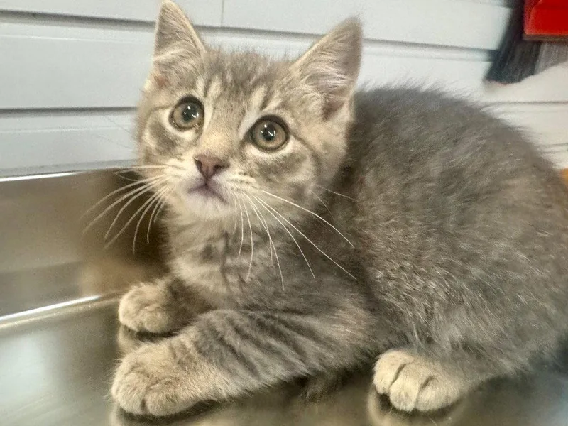 A baby small-sized male Domestic Short Hair cat named Fizz for adoption in Saint George, UT