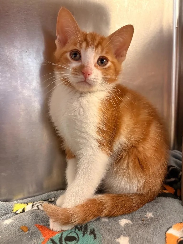 A baby large-sized male Domestic Short Hair cat named Soulman for adoption in Detroit, MI