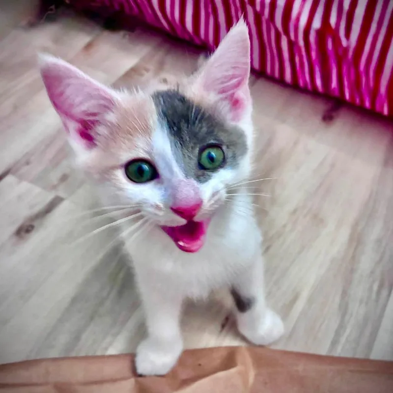 A baby small-sized female Calico Domestic Short Hair cat named Aurora for adoption in Richland, MI