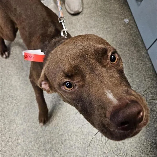 A young medium-sized male Mixed Breed dog named Kangaroo for adoption in Jacksonville, FL