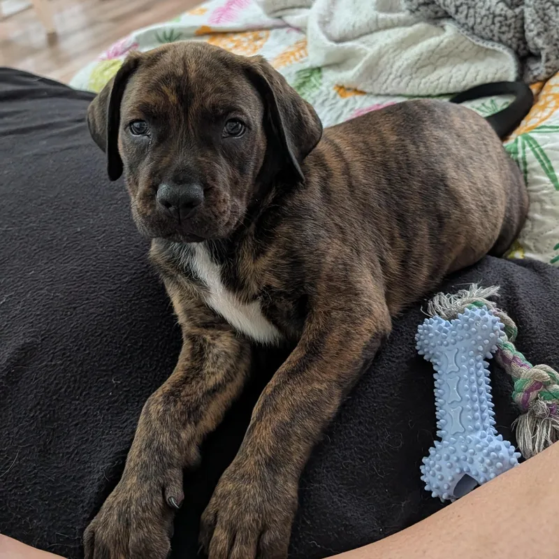 A baby large-sized male Brindle Shepherd dog named Maddox for adoption in Rock Hill, SC