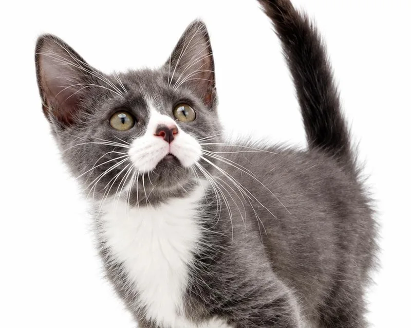A baby small-sized male Turkish Van cat named Tucker is terrrrrific for adoption in Bedford Hills, NY