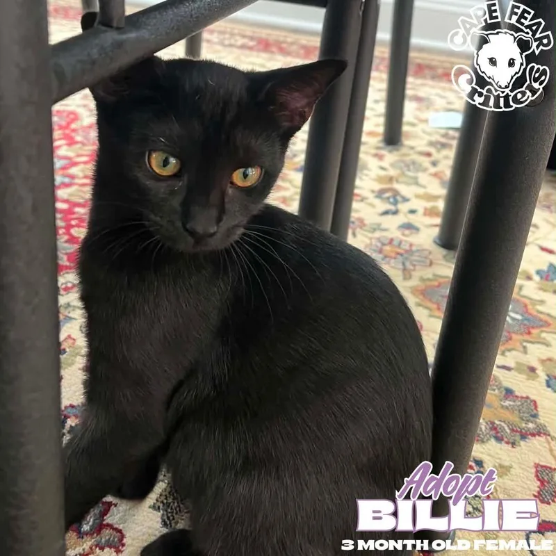 A baby small-sized female Black Domestic Short Hair cat named Billie for adoption in Wilmington, NC