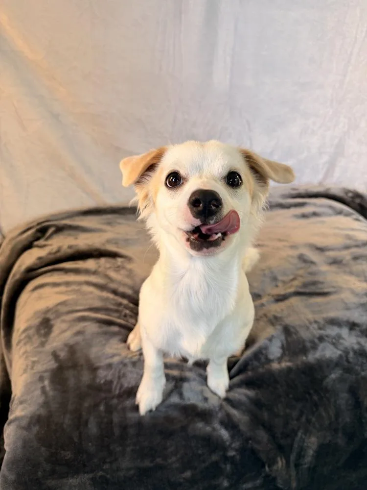 A baby small-sized male Tricolor (Brown, Black, & White) Chihuahua dog named Mojo for adoption in Richmond, TX
