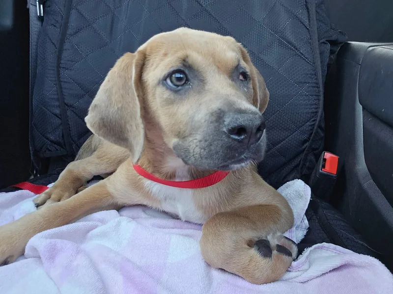 A baby small-sized female German Shepherd Dog dog named Lorelai for adoption in Inglewood, CA