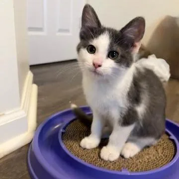 A baby small-sized female Gray / Blue / Silver Domestic Short Hair cat named Simone for adoption in Carmel, IN