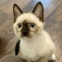 A baby small-sized male Siamese cat named Oliver for adoption in Danbury, CT