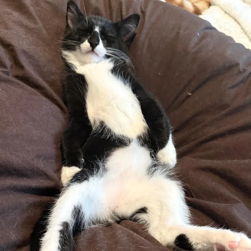 A baby small-sized male Black Domestic Medium Hair cat named Boomerang for adoption in Saint Paul, MN