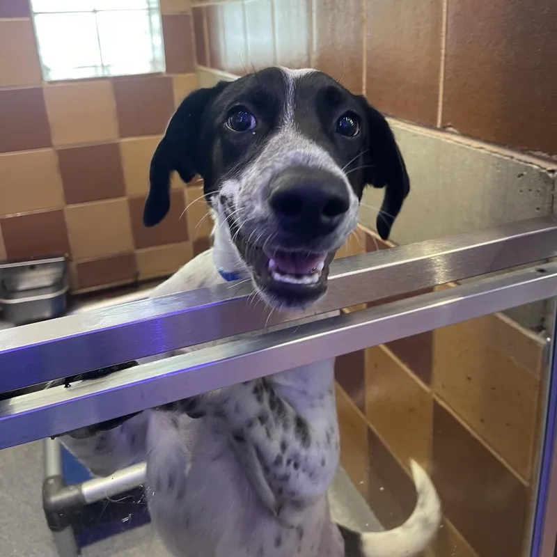 A baby large-sized male Black Labrador Retriever dog named R Sweeney for adoption in Port Washington, NY