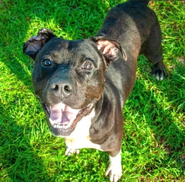 A young medium-sized male American Bulldog dog named Judo for adoption in Brunswick, GA