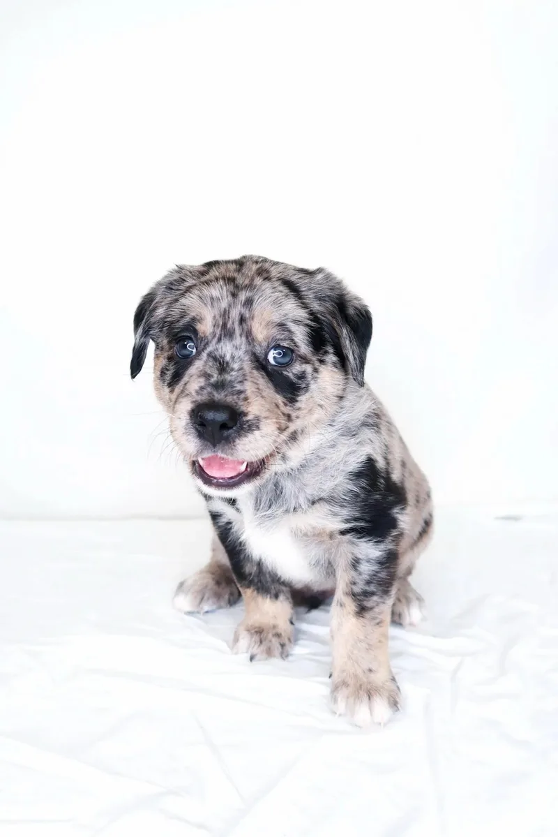 A baby large-sized male Merle (Blue) Labrador Retriever dog named Zavier for adoption in Bixby, OK