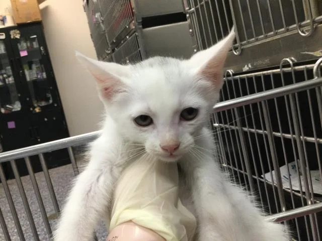 A baby small-sized male Domestic Short Hair cat named Joro for adoption in Thousand Palms, CA