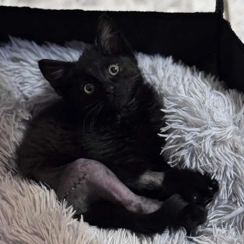 A young small-sized female Black Domestic Short Hair cat named Friend for adoption in Middletown, OH