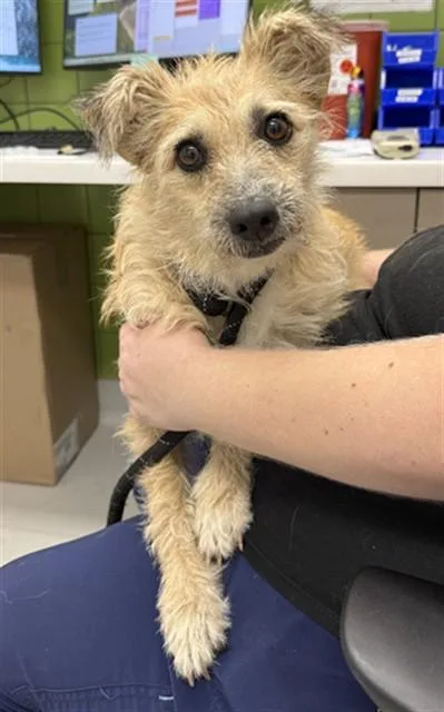 An adult small-sized female Fox Terrier dog named Petal for adoption in Mesa, AZ