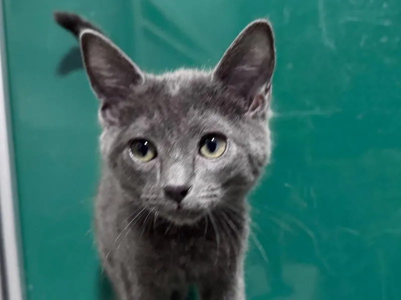 A baby small-sized male Domestic Short Hair cat named Crash for adoption in Powell, OH