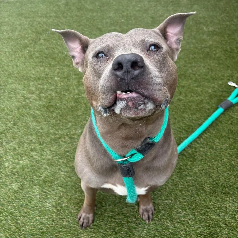 An adult large-sized male Gray / Blue / Silver Pit Bull Terrier dog named Debo for adoption in Philadelphia, PA