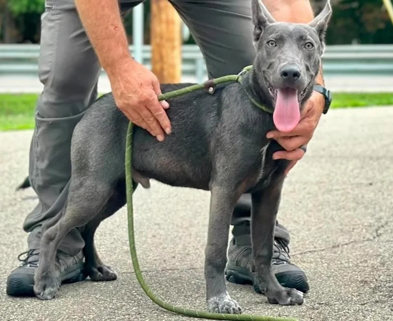 A baby medium-sized male Gray / Blue / Silver Terrier dog named Radar for adoption in Millfield, OH
