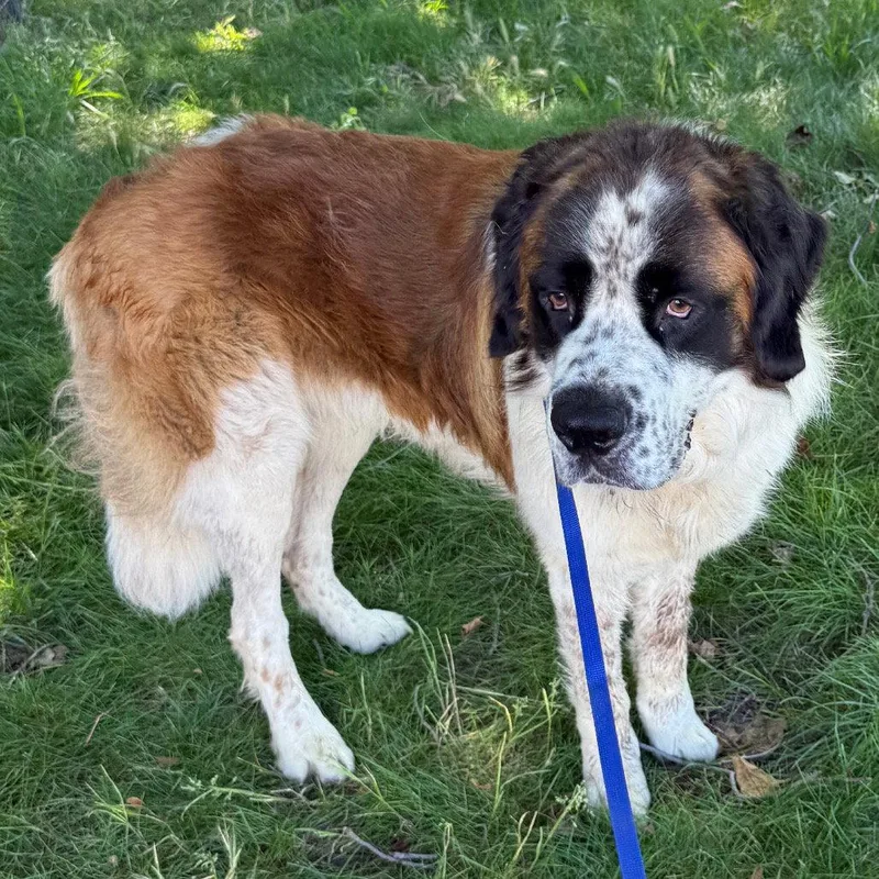An adult large-sized male Saint Bernard dog named Igris for adoption in Chico, CA