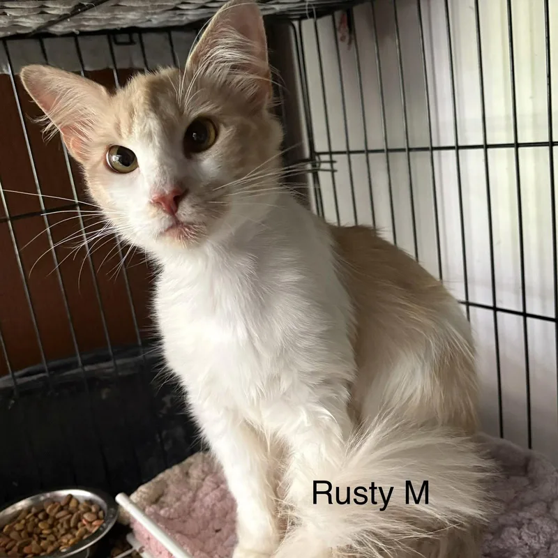 Rusty