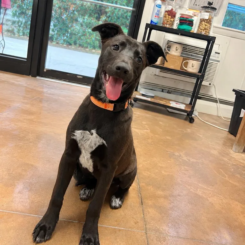 A baby medium-sized female Black Shepherd dog named Nancy for adoption in Deerfield, IL