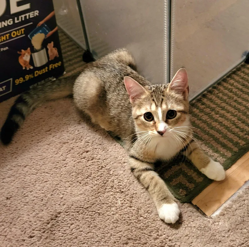A baby medium-sized female Domestic Short Hair cat named Rosalynn for adoption in Whitehall, PA