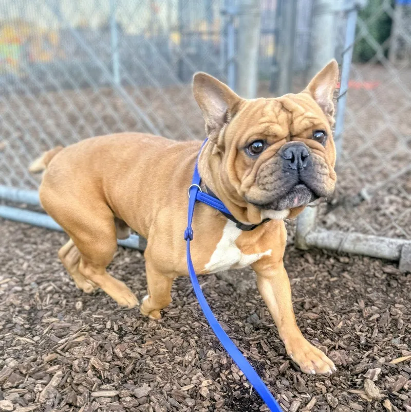 A young small-sized female Chihuahua dog named Miette for adoption in Oakland, CA