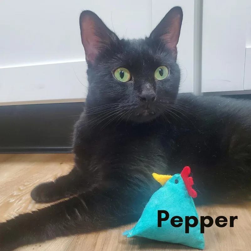 An adult medium-sized female Black Domestic Short Hair cat named Pepper for adoption in New Haven, CT