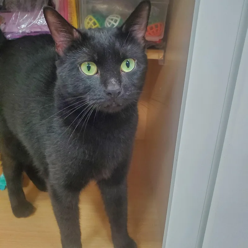 Pepper thumbnail 2