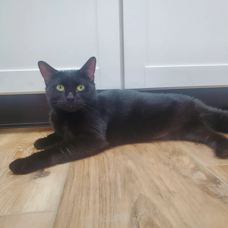 Pepper thumbnail 3