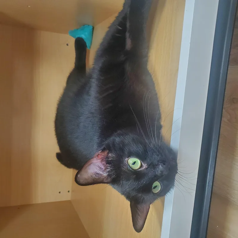 Pepper thumbnail 6