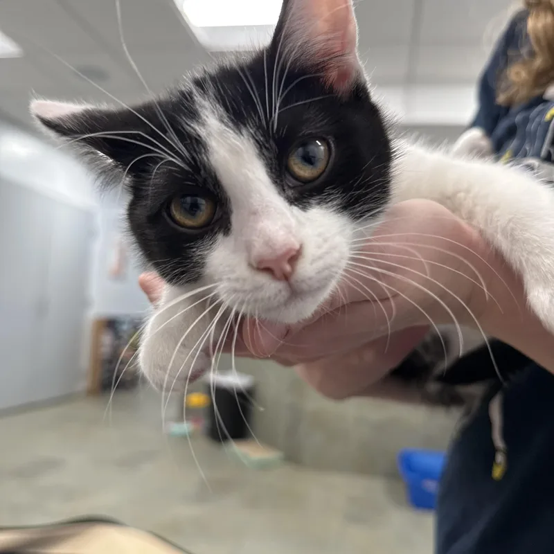 A baby small-sized male Black & White / Tuxedo Domestic Short Hair cat named Jove for adoption in North Haven, CT