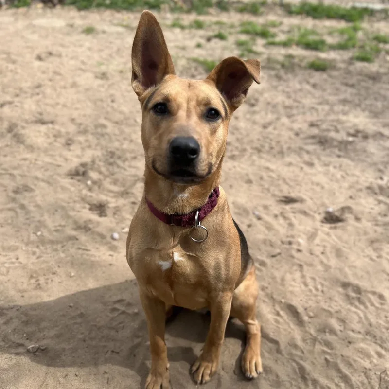 A young medium-sized female Brown / Chocolate Mixed Breed dog named Corsica for adoption in Pensacola, FL