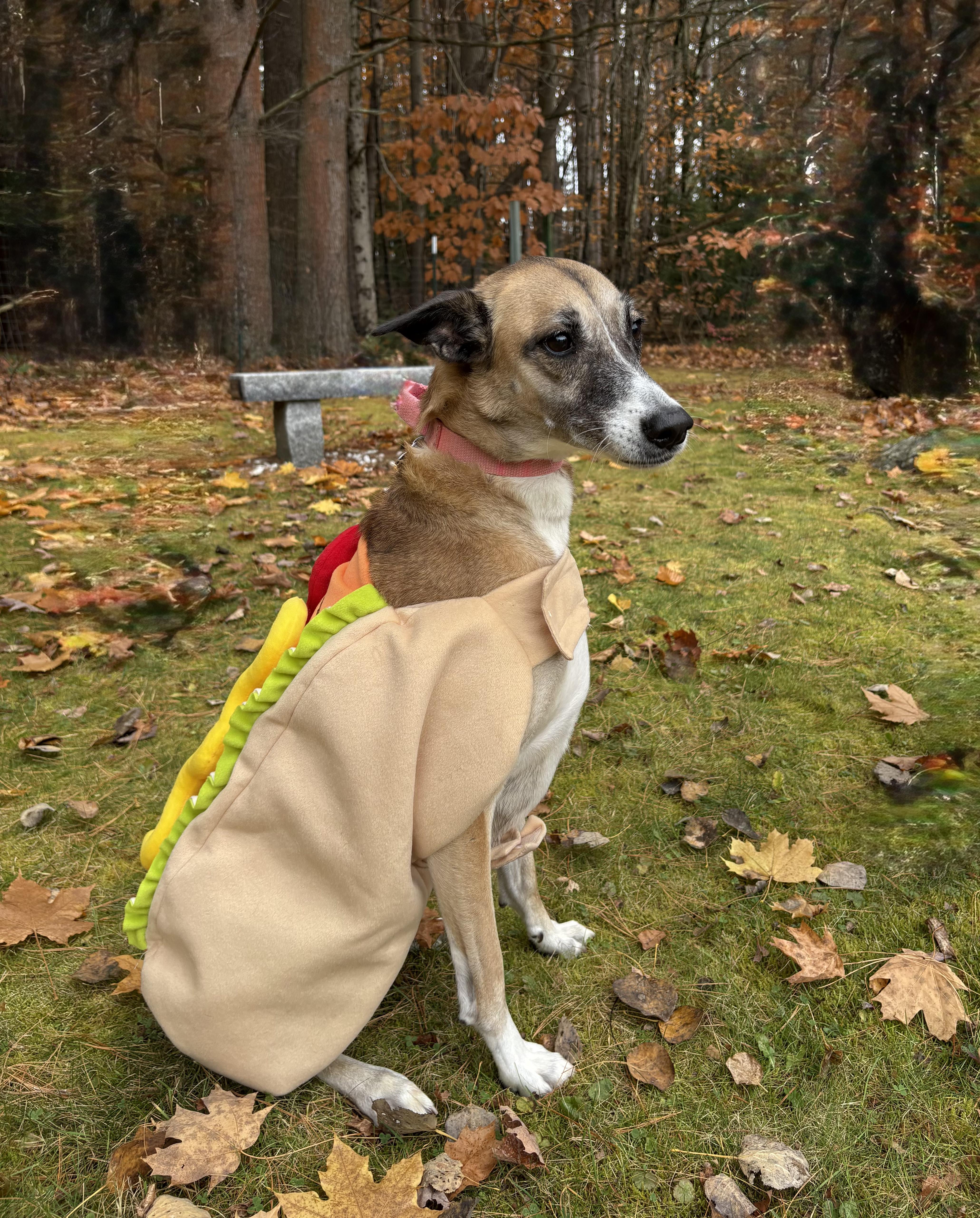 An adult medium-sized female Black Mountain Dog dog named Ava for adoption in Swanzey, NH