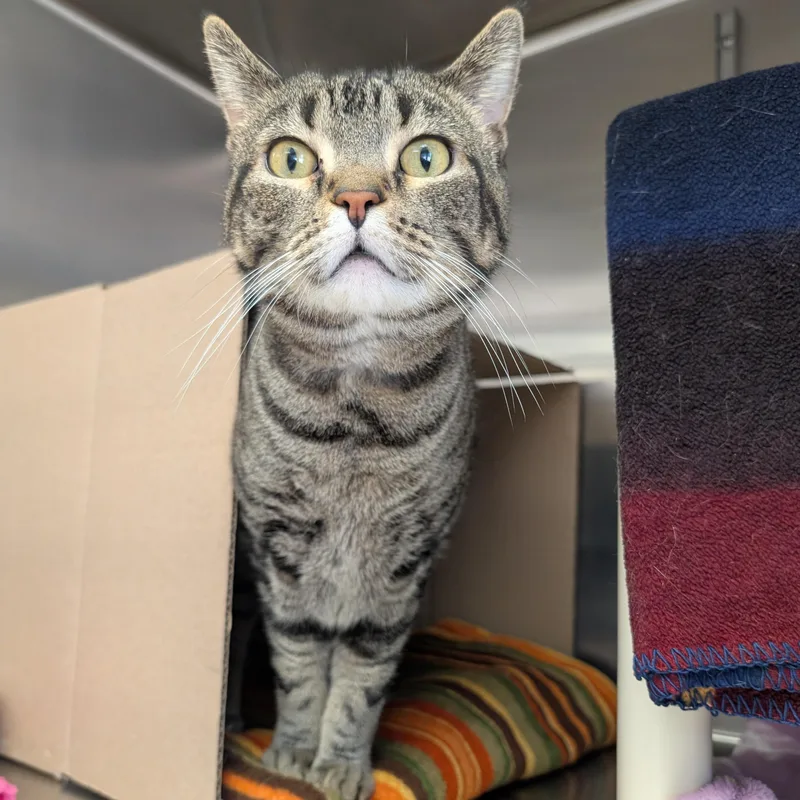 An adult medium-sized male Tabby (Brown / Chocolate) Domestic Short Hair cat named Blue for adoption in Jefferson, WI