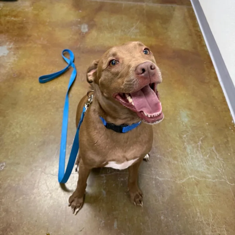 An adult medium-sized male Brown / Chocolate Chocolate Labrador Retriever dog named Davey for adoption in Albuquerque, NM