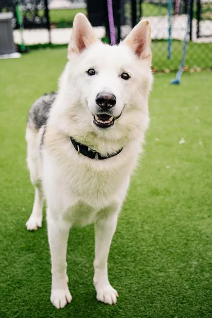 An adult medium-sized male Husky dog named Hector for adoption in West Chester, PA