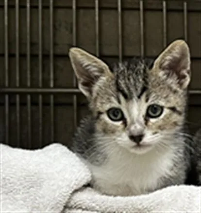 A baby small-sized male Domestic Short Hair cat named A for adoption in Baldwin Park, CA