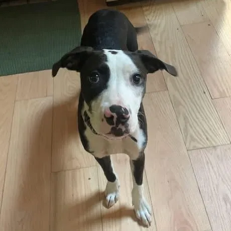 A baby medium-sized male Mixed Breed dog named Dune for adoption in Highland, NY