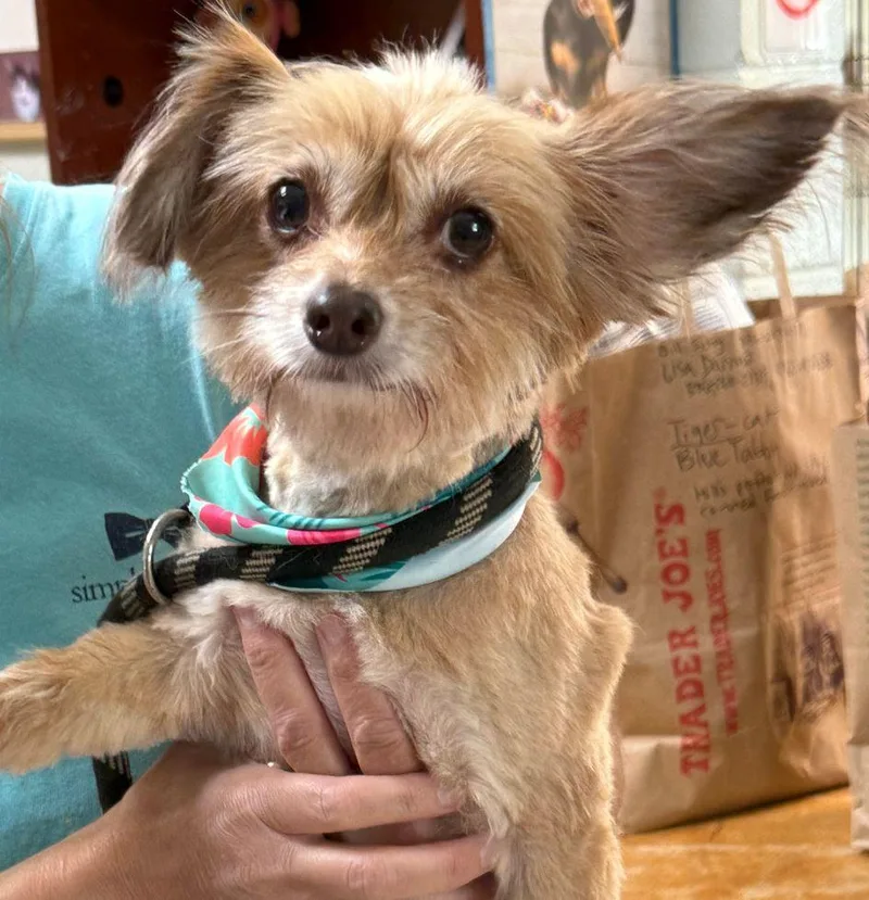 An adult small-sized female Chihuahua dog named Willow for adoption in Staley, NC
