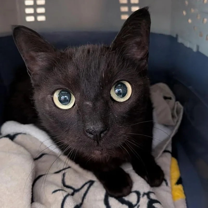 An adult medium-sized female Black Domestic Short Hair cat named Alinia for adoption in Fairport, NY