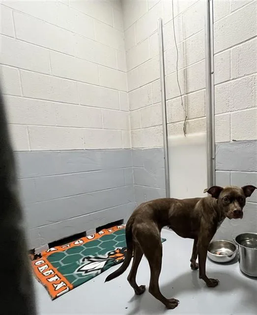 A young small-sized female Pit Bull Terrier dog named Beetle for adoption in Augusta, GA